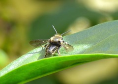 Megachile amparo