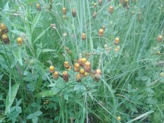 Trifolium spadiceum