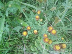 Trifolium spadiceum