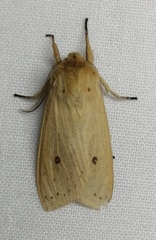 Noctuoidea