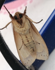 Noctuoidea