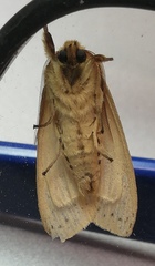 Noctuoidea