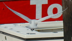 Pagophila eburnea