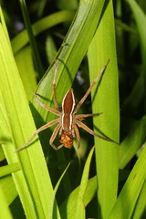 Dolomedes sulfureus