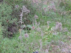Arisarum