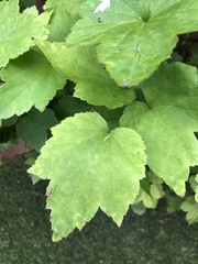 Eriocapitella × hybrida