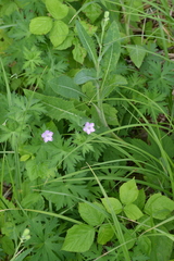 Geranium collinum