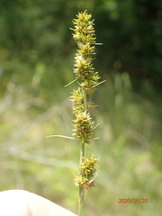 Carex annectens