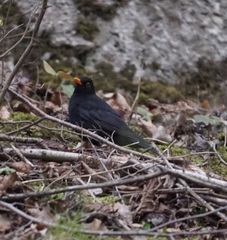 Turdus merula