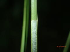 Carex annectens