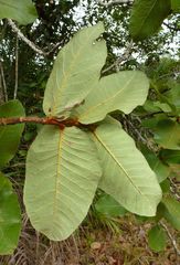 Neocarya macrophylla