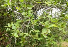 Neocarya macrophylla