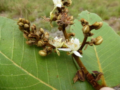 Neocarya macrophylla