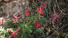 Astragalus sanguineus