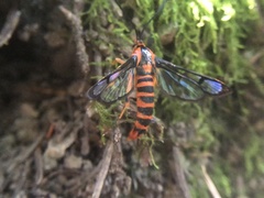 Synanthedon novaroensis