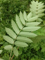 Sorbus aucuparia