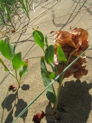 Rumex venosus