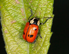 Cryptocephalus octopunctatus