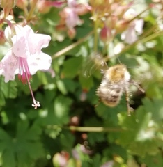 Bombus