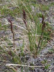 Festuca altaica