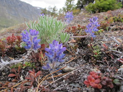 Lupinus kuschei