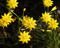Blackstonia perfoliata