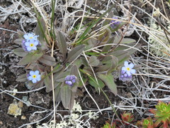 Myosotis asiatica