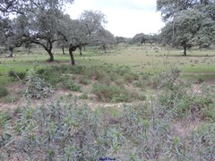 Cistus monspeliensis