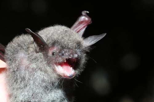 Fringed Long-footed Myotis (Myotis fimbriatus) — Least Concern Mammalia
