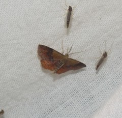 Leptostales ferruminaria