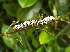 Cucullia scrophulariae