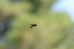 Ichneumon xanthorius