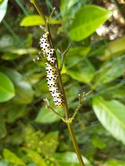 Cucullia scrophulariae