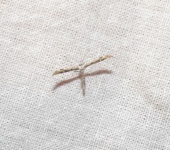 Hellinsia inquinatus