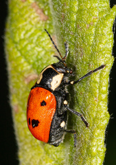 Cryptocephalus octopunctatus