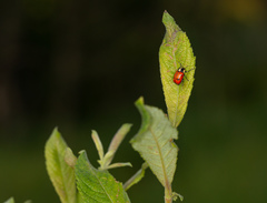 Cryptocephalus octopunctatus