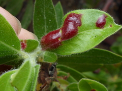 Exobasidium arctostaphyli