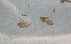 Elophila ekthlipsis