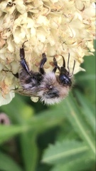 Bombus pascuorum