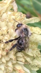 Bombus pascuorum