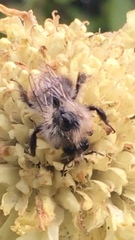 Bombus pascuorum