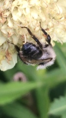 Bombus pascuorum