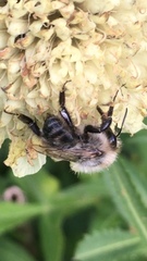 Bombus pascuorum