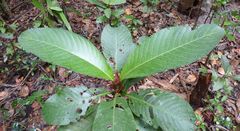 Stipularia africana