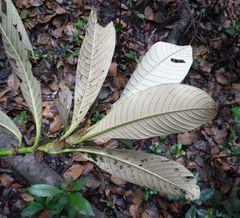 Stipularia africana