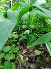 Convallaria majalis