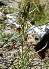 Fritillaria atropurpurea