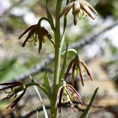 Fritillaria atropurpurea