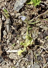 Nemophila maculata