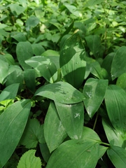 Convallaria majalis